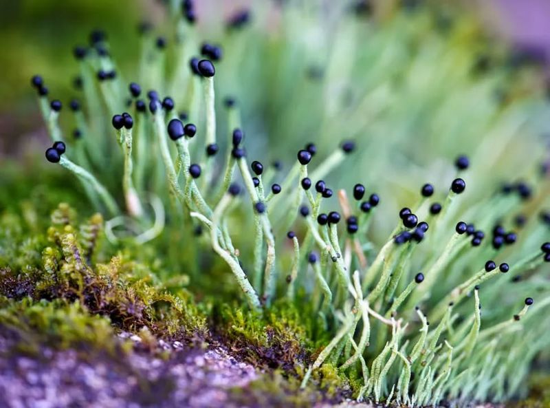 Mosses and Lichens in Interior Drylands