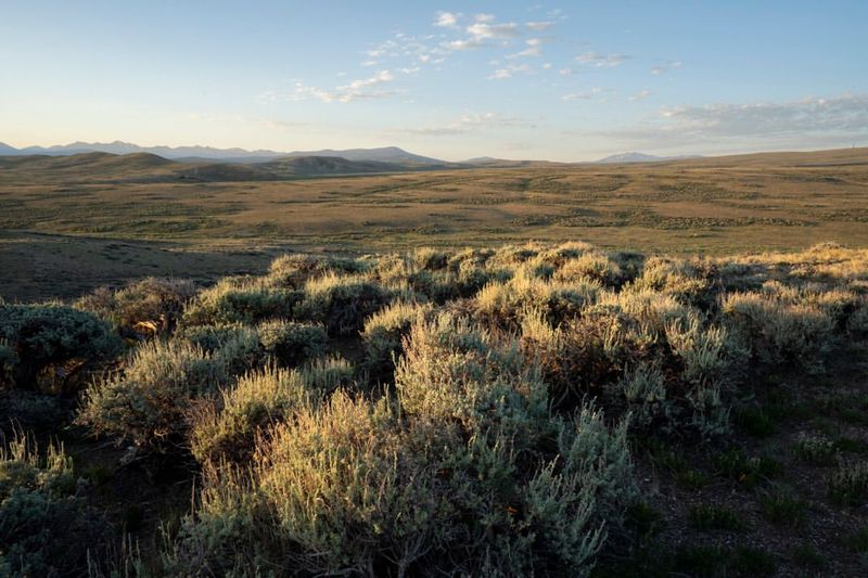 Sagebrush Slopes with Big Scents and Open Views