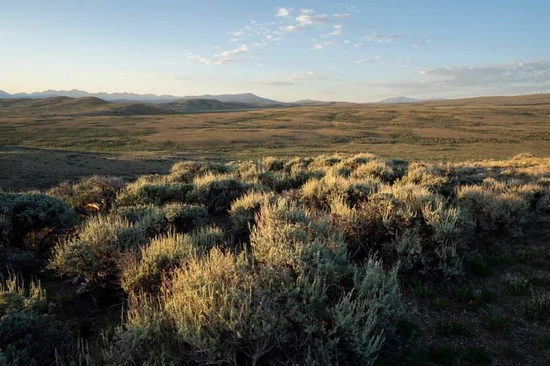 Sagebrush Slopes with Big Scents and Open Views