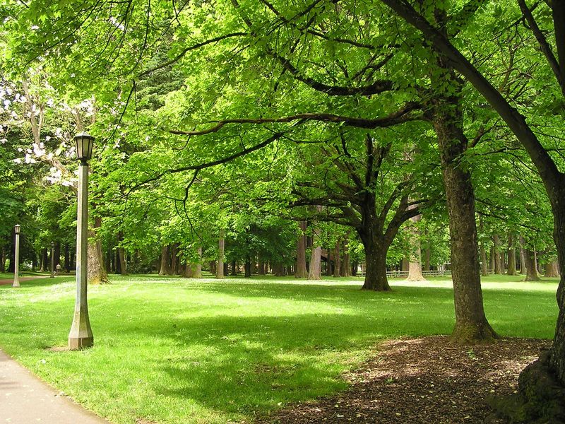 The Shaded Lawn Under Giant White Oaks at The Homestead
