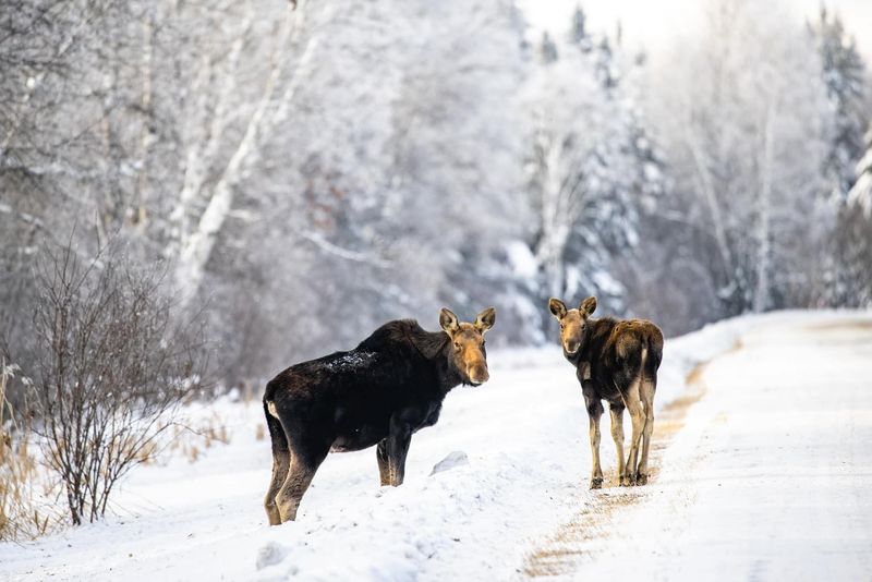 Wildlife You Won’t See on a Highway