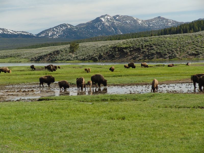 Lamar Valley