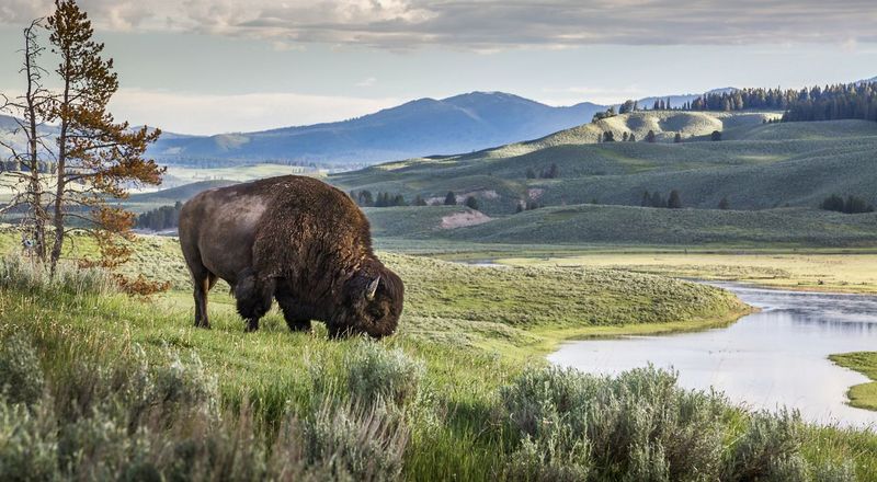 Yellowstone National Park (Wyoming/Montana/Idaho)