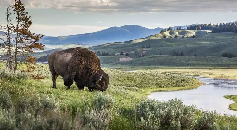 Yellowstone National Park (Wyoming/Montana/Idaho)