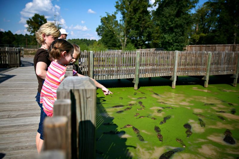 Gators and Friends (Greenwood)
