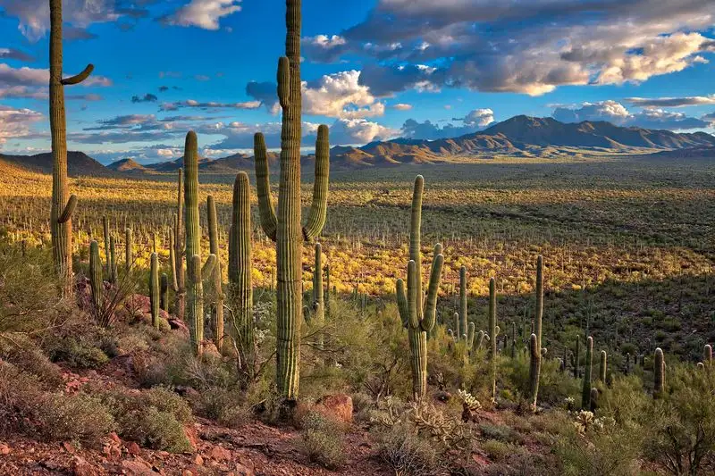 Saguaro National Park, Arizona