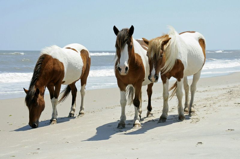 Assateague Island National Seashore, Maryland/Virginia