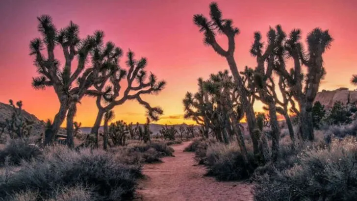 Joshua Tree isn’t the only desert escape worth visiting in California