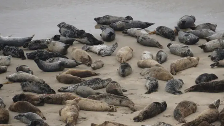 Just Minutes From Santa Barbara Lies a Peaceful Beach Town With ‘The World’s Safest Beach’