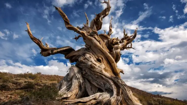One of the best hikes in the world is a 2-hour U.S. trail with mountain views and the oldest tree on Earth