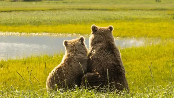 The 20 Best US National Parks To Visit If You Love Watching Wildlife