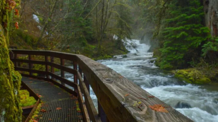 This West Coast National Forest Has Two Waterfalls Locals Call the ‘Niagara Falls of Oregon’