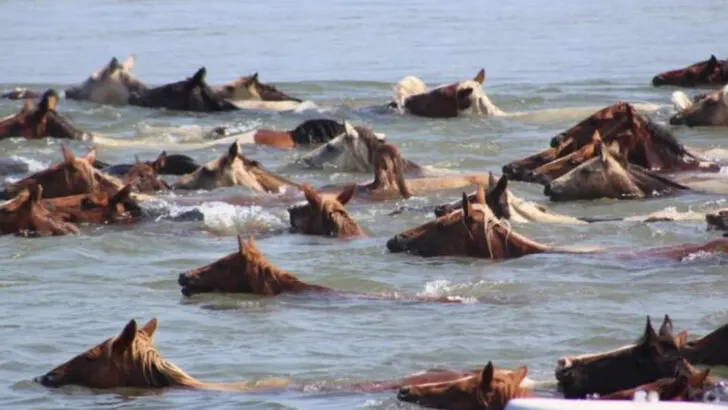 Top 16 Virginia Beaches to Add to Your East Coast Summer Road Trip