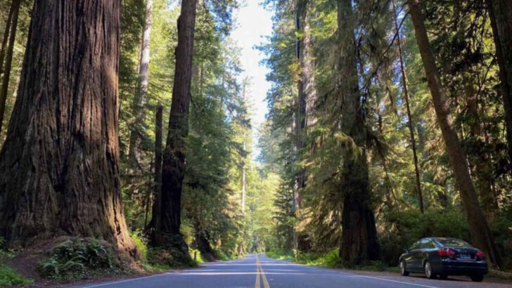 ‘California’s Prettiest’ Victorian Town  Is a Perfect Base for Redwood Adventures