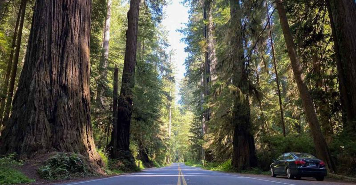‘California’s Prettiest’ Victorian Town  Is a Perfect Base for Redwood Adventures