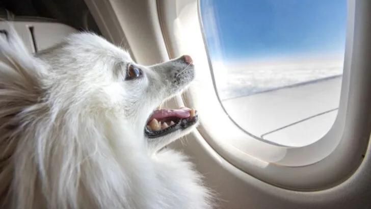 14 Essentials Items That Make Traveling with Pets Much Easier