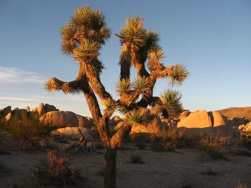 Joshua Tree, California