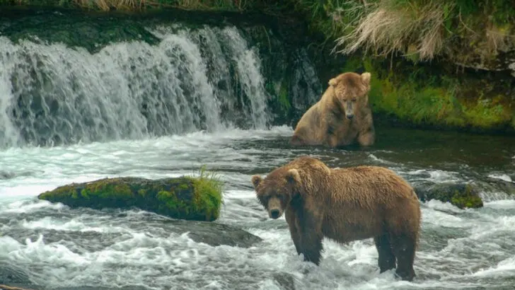 16 U.S. Destinations Where You’re Likely to See Wildlife in the Wild