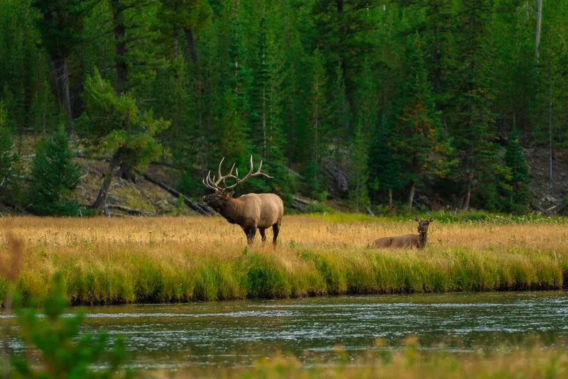 Yellowstone National Park (Wyoming/Montana/Idaho)