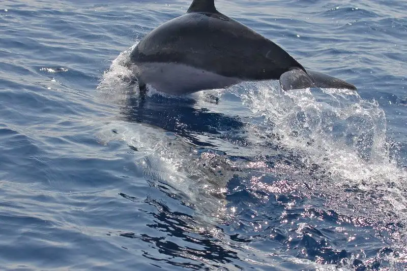 Whale and Dolphin Watching in Crystal-Clear Waters
