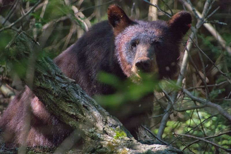 Great Smoky Mountains National Park (TN/NC)