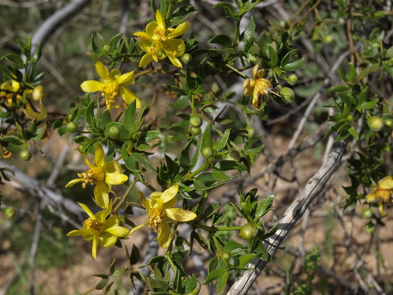 Creosote Bush: Aroma of the Desert Rain
