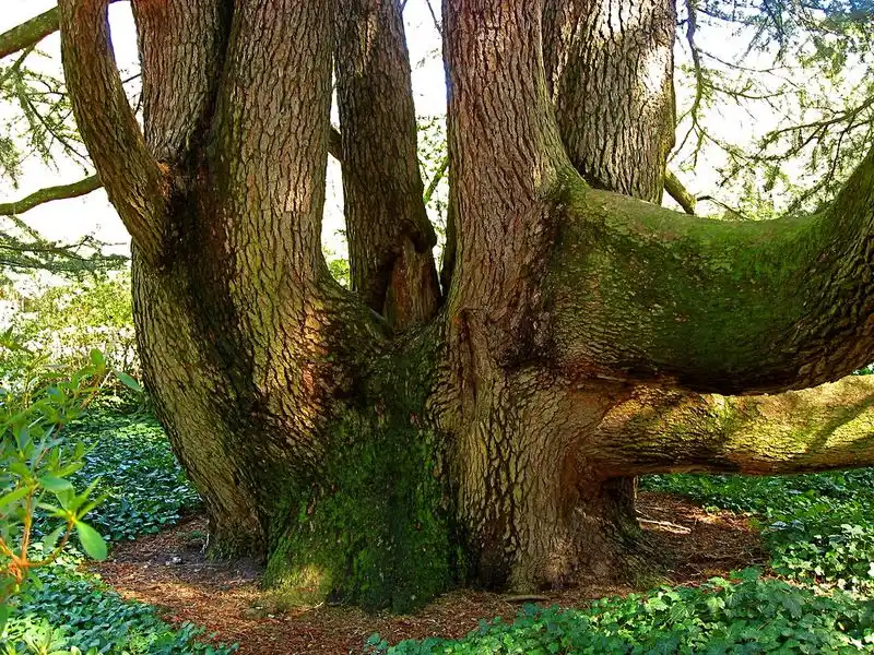 Hopelands Gardens
