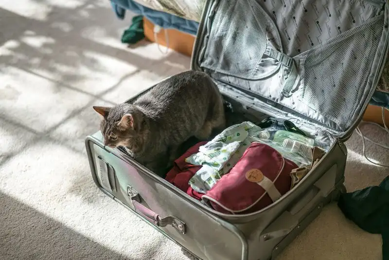 Packing Pet Essentials
