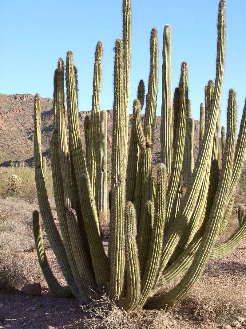Organ Pipe Cactus in Specialty Gardens
