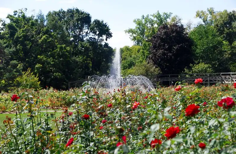 Enjoy Nature at the Columbus Park of Roses