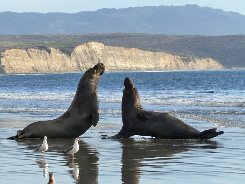 Watch Elephant Seals at Chimney Rock