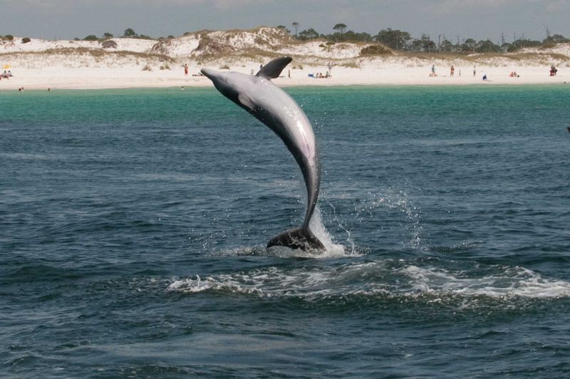 Watch Dolphins from Shore