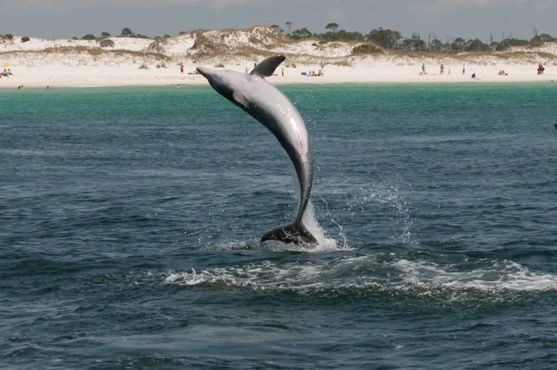 Watch Dolphins from Shore