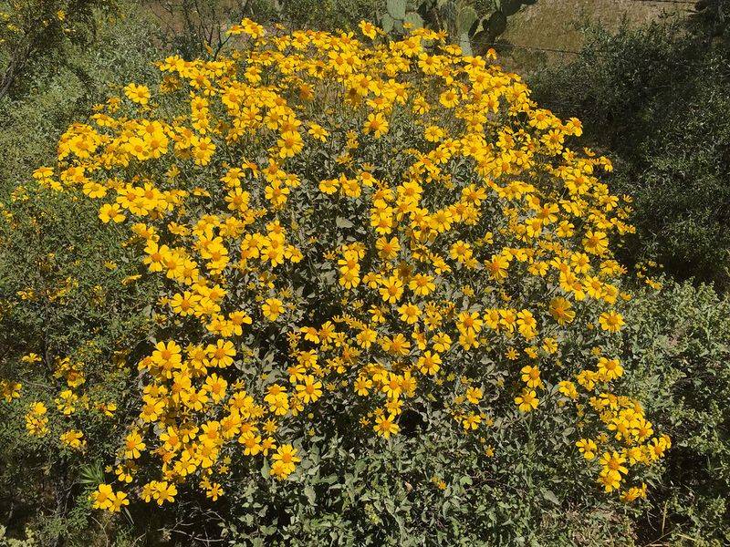 Brittlebush Blooming in Soft Grays and Golds