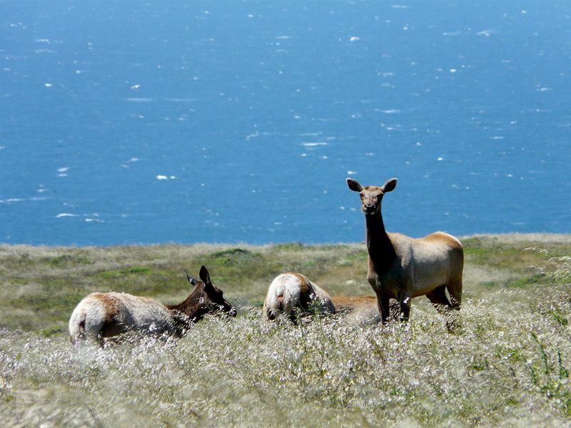 Point Reyes National Seashore (California)