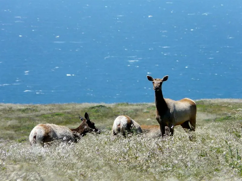 Point Reyes National Seashore (California)
