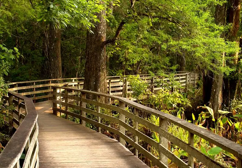 Corkscrew Swamp Sanctuary