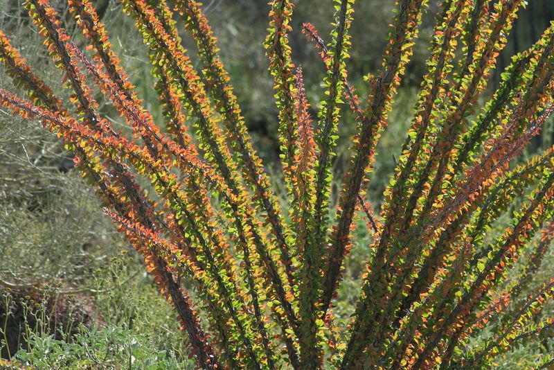 Ocotillo with Whip-Like Stems and Fiery Blooms