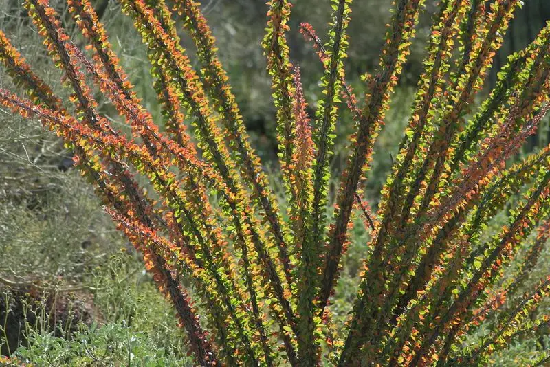 Ocotillo with Whip-Like Stems and Fiery Blooms