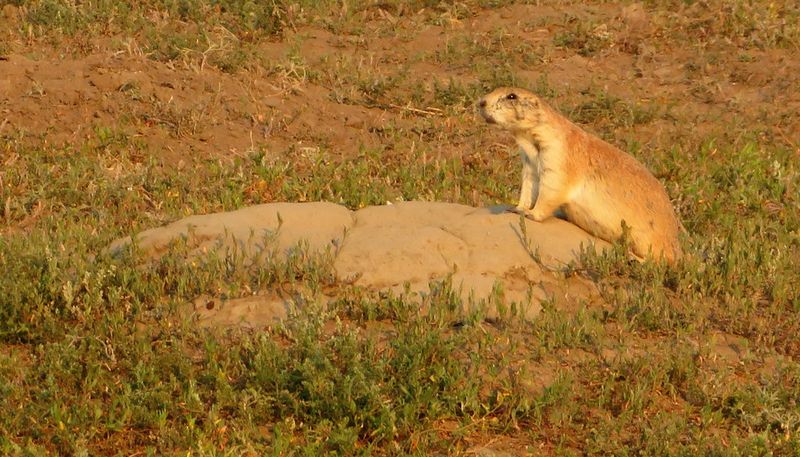 Prairie Dog State Park