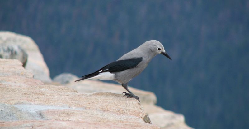 Wildlife Spotting & Nature Photography