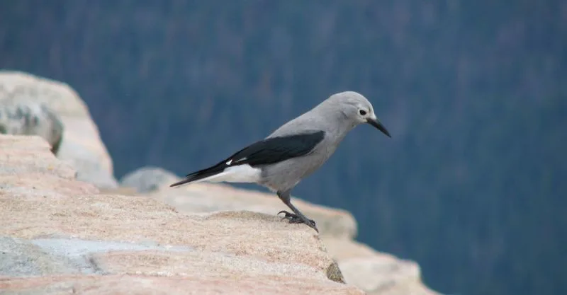 Wildlife Spotting & Nature Photography