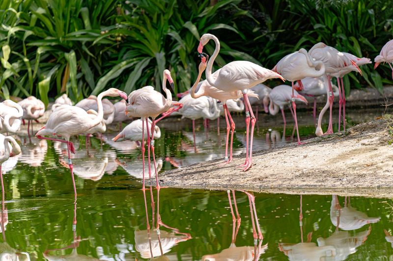 Ras Al Khor Wildlife Sanctuary