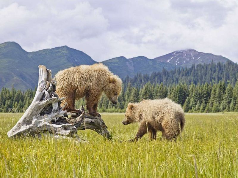 Denali National Park (Alaska)