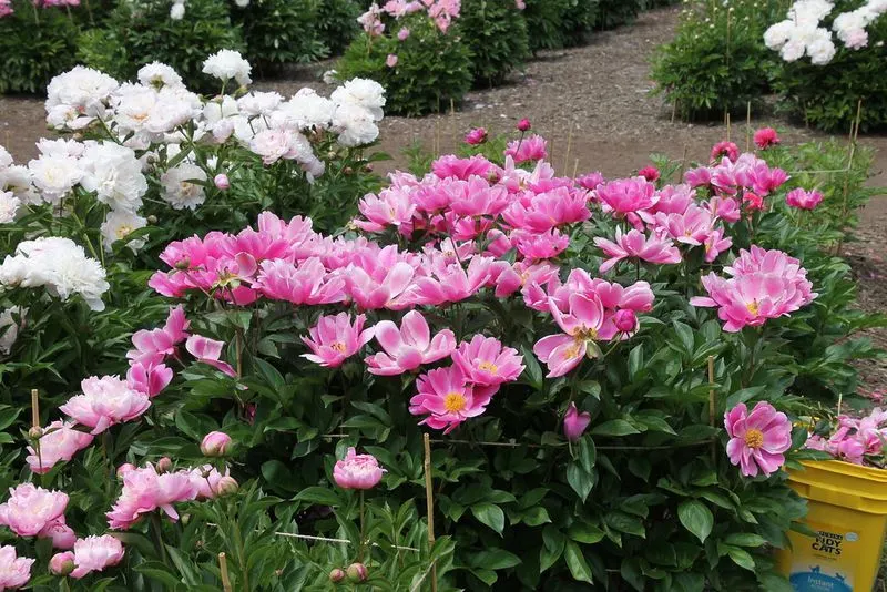 Stroll through Nichols Arboretum (“The Arb”)