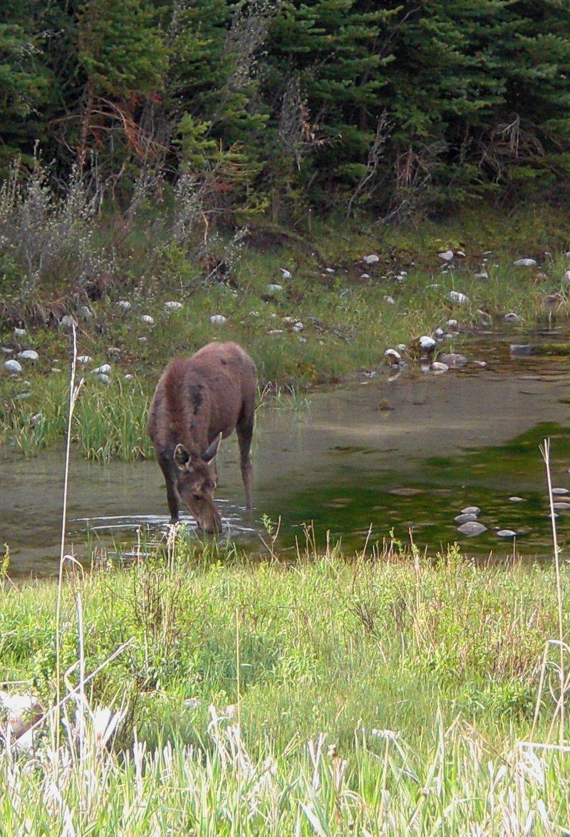 Take a wildlife safari in Jackson Hole