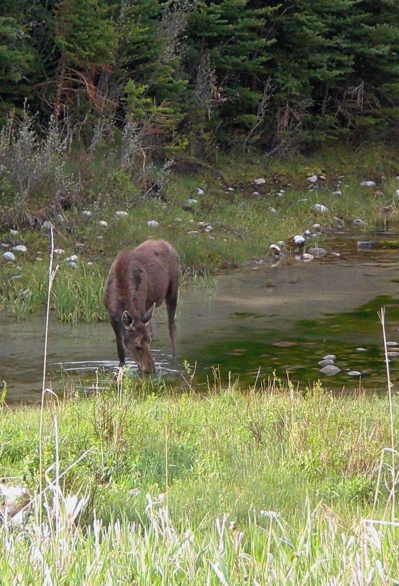Take a wildlife safari in Jackson Hole