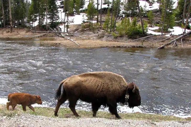 See Wild Bison at the Buffalo Bill State Park & Cody Bison Ranch