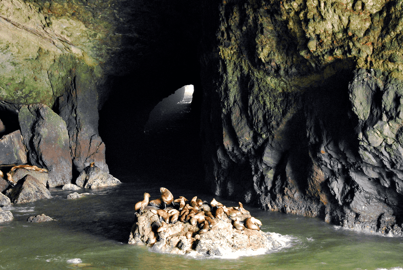 Sea Lion Caves
