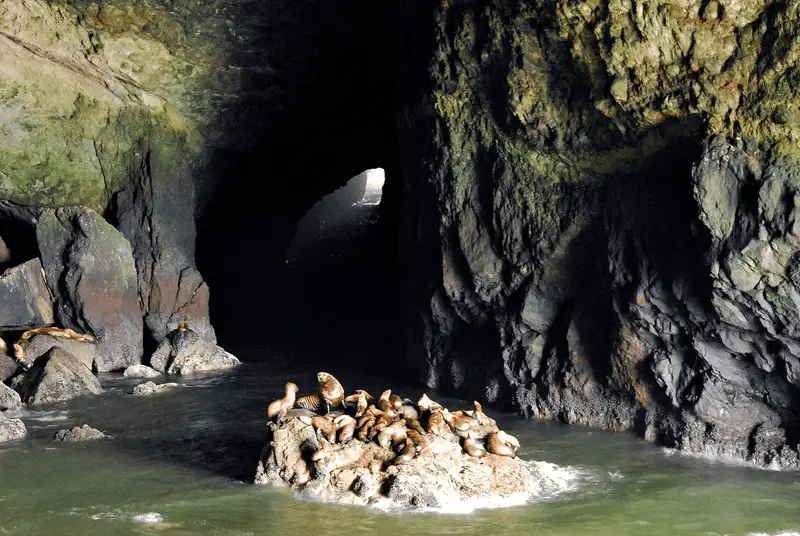 Sea Lion Caves